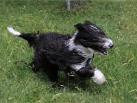 Puppys van Bliss040622-0037